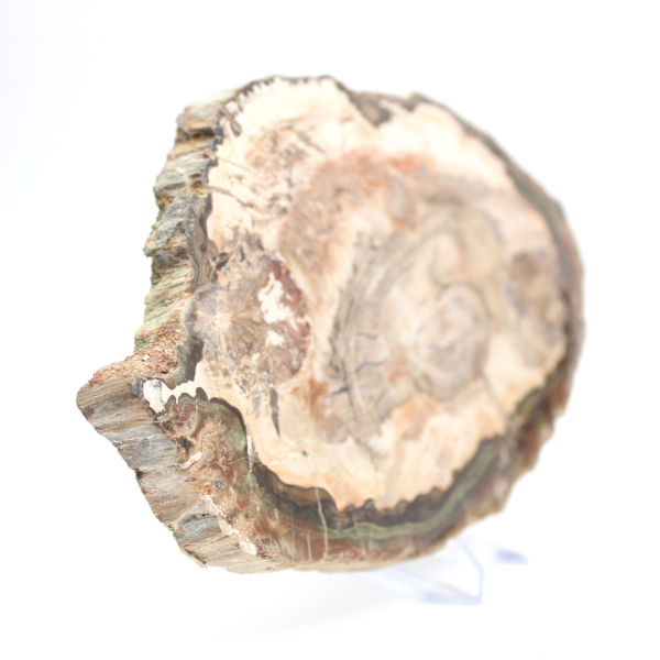 Fetta di legno fossile lucidato, prestigioso esemplare decorativo, Madagascar Fetta di legno fossile lucidato, prestigioso esemplare decorativo, Madagascar