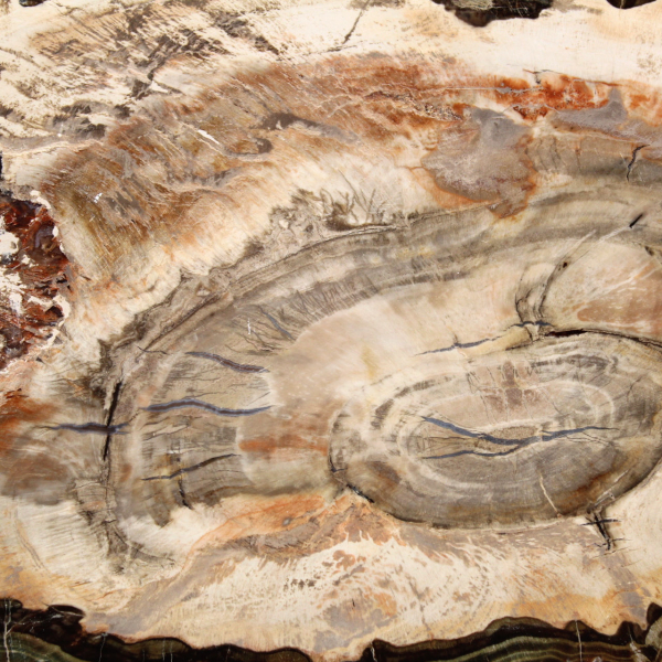 Fetta di legno fossile lucidato, prestigioso esemplare decorativo, Madagascar Fetta di legno fossile lucidato, prestigioso esemplare decorativo, Madagascar