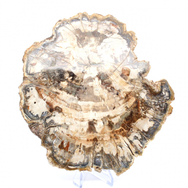 Fetta di legno pietrificato lucidato, fossile di albero, collezione del Madagascar Fetta di legno pietrificato lucidato, fossile di albero, collezione del Madagascar
