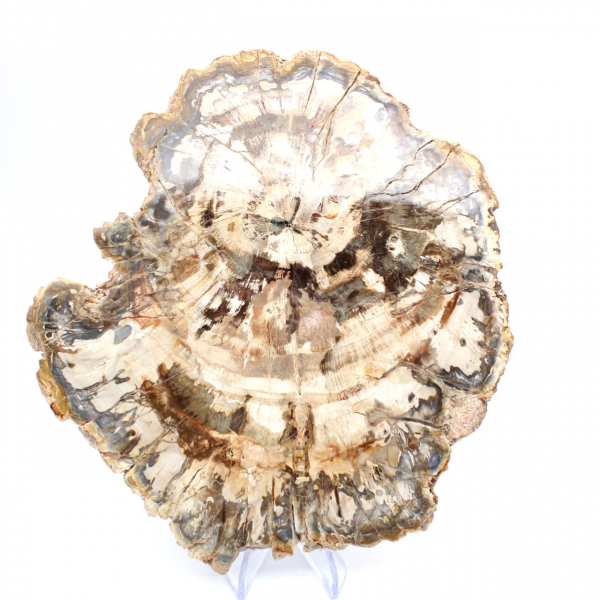 Fetta di legno pietrificato lucidato, fossile di albero, collezione del Madagascar Fetta di legno pietrificato lucidato, fossile di albero, collezione del Madagascar
