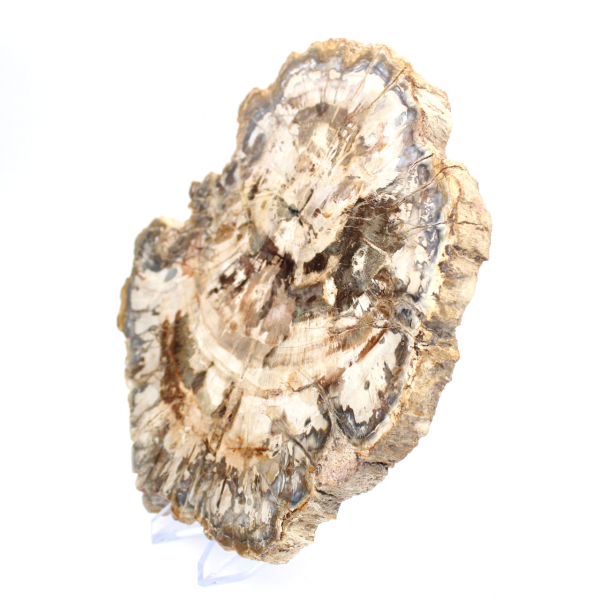 Fetta di legno pietrificato lucidato, fossile di albero, collezione del Madagascar Fetta di legno pietrificato lucidato, fossile di albero, collezione del Madagascar