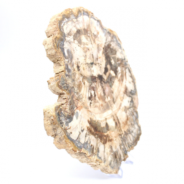 Fetta di legno pietrificato lucidato, fossile di albero, collezione del Madagascar Fetta di legno pietrificato lucidato, fossile di albero, collezione del Madagascar