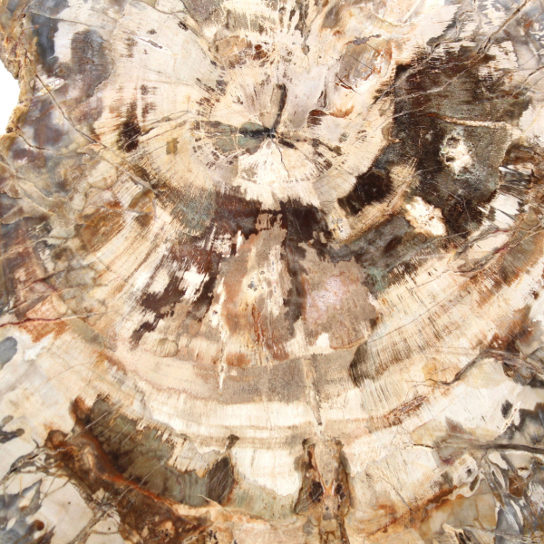 Fetta di legno pietrificato lucidato, fossile di albero, collezione del Madagascar Fetta di legno pietrificato lucidato, fossile di albero, collezione del Madagascar