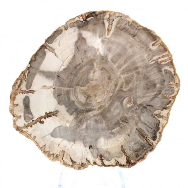 Mini fetta di legno pietrificato lucidato, piccolo fossile da collezione, Madagascar Mini fetta di legno pietrificato lucidato, piccolo fossile da collezione, Madagascar