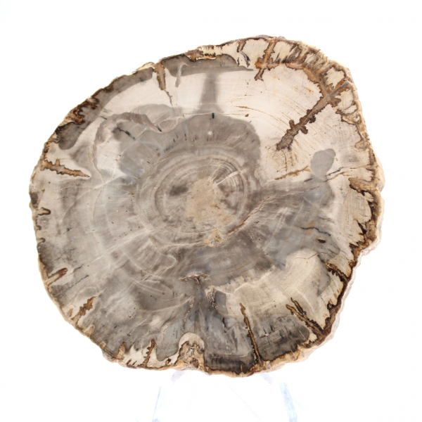 Mini fetta di legno pietrificato lucidato, piccolo fossile da collezione, Madagascar Mini fetta di legno pietrificato lucidato, piccolo fossile da collezione, Madagascar