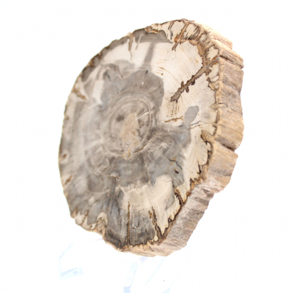 Mini fetta di legno pietrificato lucidato, piccolo fossile da collezione, Madagascar Mini fetta di legno pietrificato lucidato, piccolo fossile da collezione, Madagascar