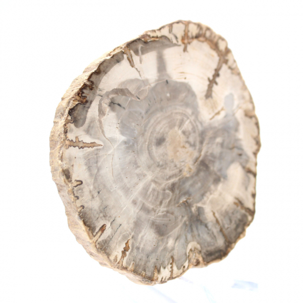 Mini fetta di legno pietrificato lucidato, piccolo fossile da collezione, Madagascar Mini fetta di legno pietrificato lucidato, piccolo fossile da collezione, Madagascar