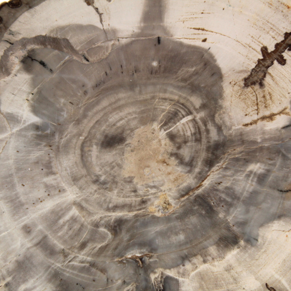 Mini fetta di legno pietrificato lucidato, piccolo fossile da collezione, Madagascar Mini fetta di legno pietrificato lucidato, piccolo fossile da collezione, Madagascar