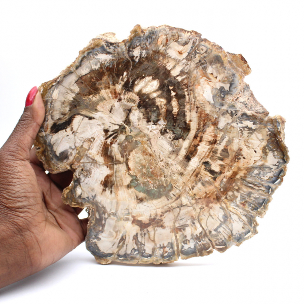 Grande fetta di legno fossilizzato lucidato, ornamento unico, Madagascar