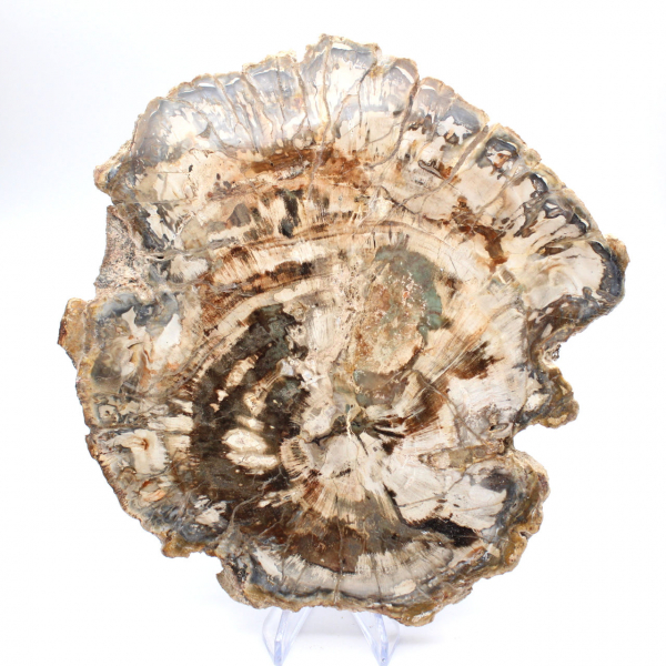 Grande fetta di legno fossilizzato lucidato, ornamento unico, Madagascar