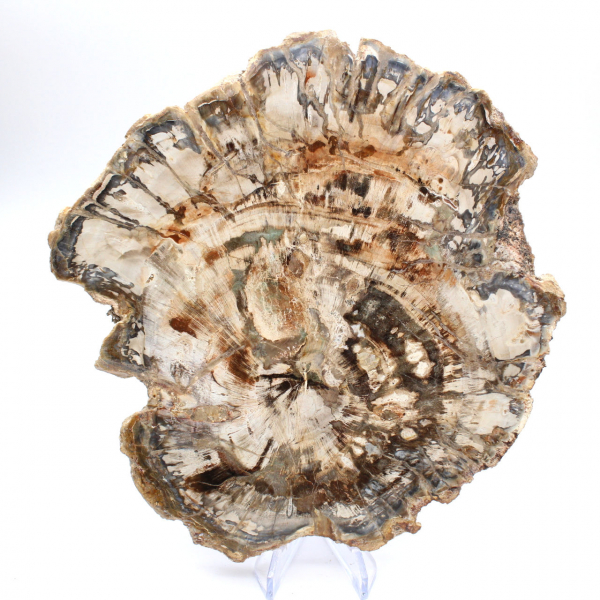 Grande fetta di legno fossilizzato lucidato, ornamento unico, Madagascar