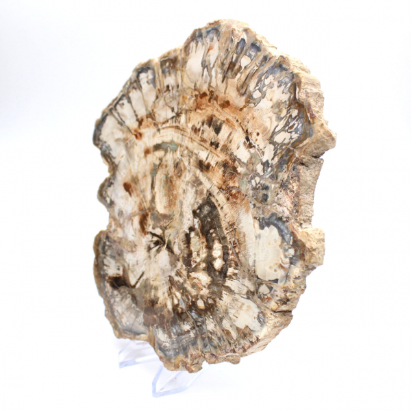 Grande fetta di legno fossilizzato lucidato, ornamento unico, Madagascar