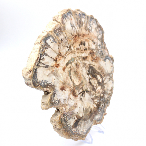 Grande fetta di legno fossilizzato lucidato, ornamento unico, Madagascar