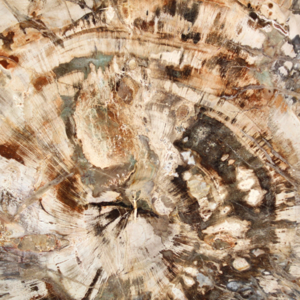Grande fetta di legno fossilizzato lucidato, ornamento unico, Madagascar