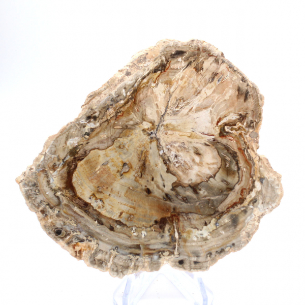 Piccolo esemplare di legno pietrificato lucidato, fetta di fossile decorativo, Madagascar Piccolo esemplare di legno pietrificato lucidato, fetta di fossile decorativo, Madagascar