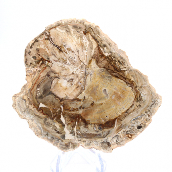 Piccolo esemplare di legno pietrificato lucidato, fetta di fossile decorativo, Madagascar Piccolo esemplare di legno pietrificato lucidato, fetta di fossile decorativo, Madagascar