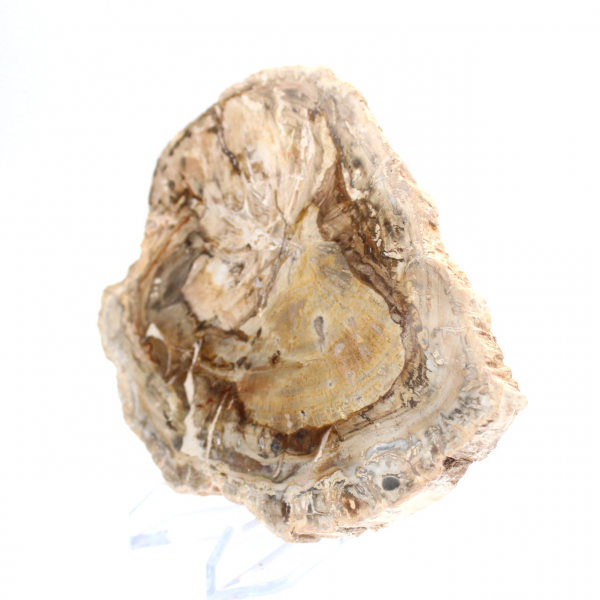 Piccolo esemplare di legno pietrificato lucidato, fetta di fossile decorativo, Madagascar Piccolo esemplare di legno pietrificato lucidato, fetta di fossile decorativo, Madagascar