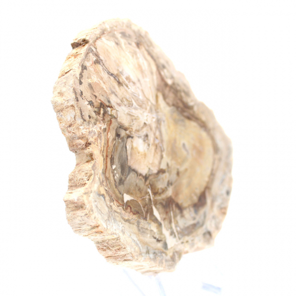 Piccolo esemplare di legno pietrificato lucidato, fetta di fossile decorativo, Madagascar Piccolo esemplare di legno pietrificato lucidato, fetta di fossile decorativo, Madagascar