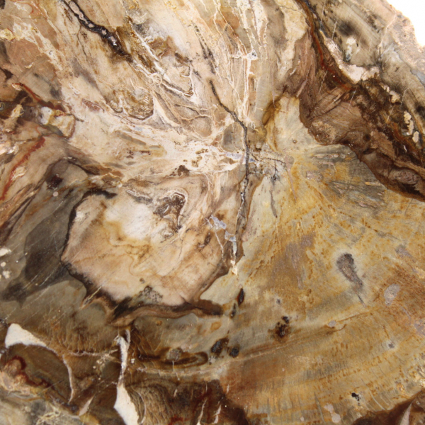 Piccolo esemplare di legno pietrificato lucidato, fetta di fossile decorativo, Madagascar Piccolo esemplare di legno pietrificato lucidato, fetta di fossile decorativo, Madagascar