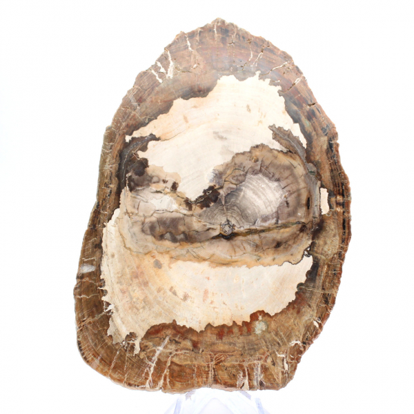 Fetta di legno fossile lucidato, ornamento di carattere, Madagascar