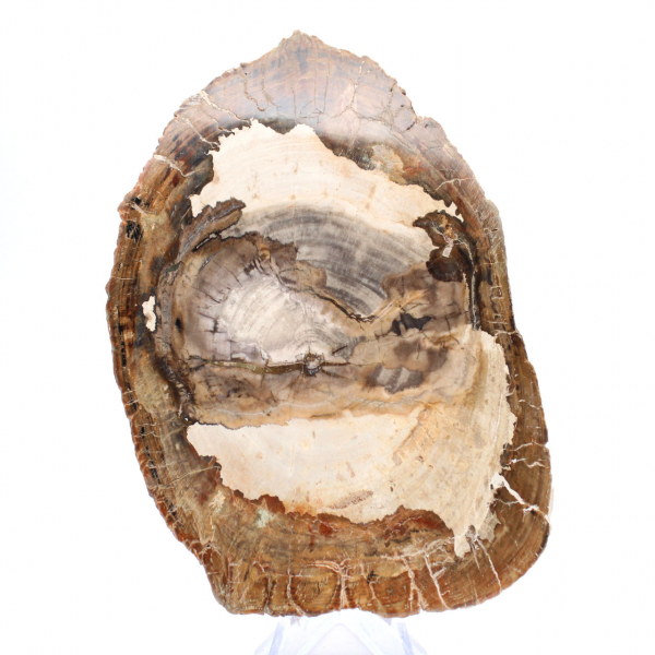 Fetta di legno fossile lucidato, ornamento di carattere, Madagascar