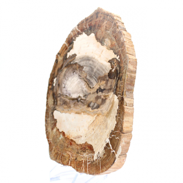 Fetta di legno fossile lucidato, ornamento di carattere, Madagascar