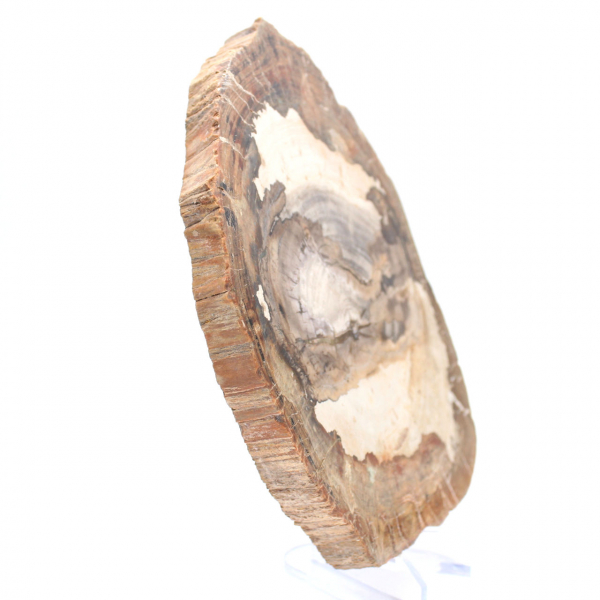 Fetta di legno fossile lucidato, ornamento di carattere, Madagascar