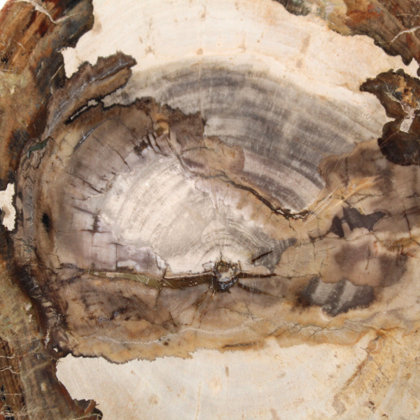 Fetta di legno fossile lucidato, ornamento di carattere, Madagascar