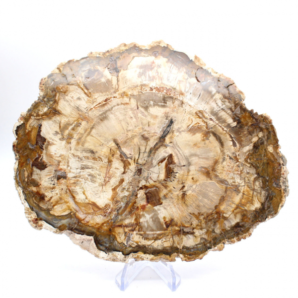 Grande fetta di legno pietrificato lucidato, fossile solido da collezione, Madagascar Grande fetta di legno pietrificato lucidato, fossile solido da collezione, Madagascar
