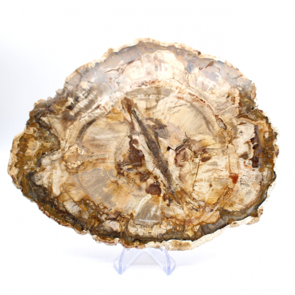 Grande fetta di legno pietrificato lucidato, fossile solido da collezione, Madagascar Grande fetta di legno pietrificato lucidato, fossile solido da collezione, Madagascar
