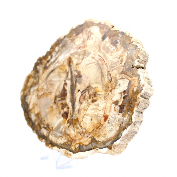 Grande fetta di legno pietrificato lucidato, fossile solido da collezione, Madagascar Grande fetta di legno pietrificato lucidato, fossile solido da collezione, Madagascar
