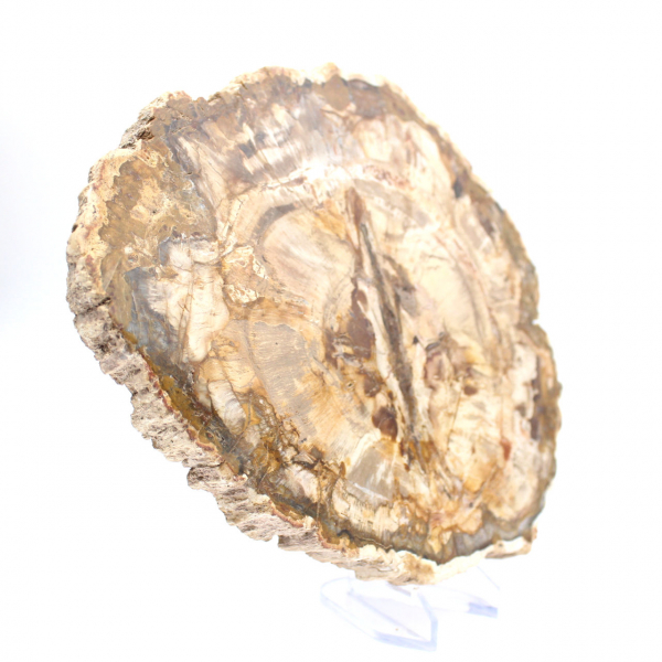 Grande fetta di legno pietrificato lucidato, fossile solido da collezione, Madagascar Grande fetta di legno pietrificato lucidato, fossile solido da collezione, Madagascar