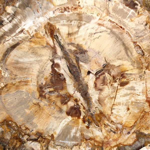 Grande fetta di legno pietrificato lucidato, fossile solido da collezione, Madagascar Grande fetta di legno pietrificato lucidato, fossile solido da collezione, Madagascar