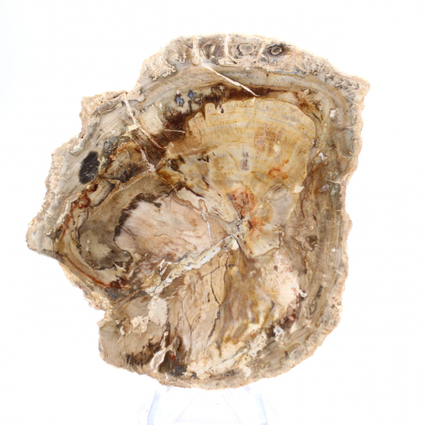 Piccolo ornamento in legno pietrificato lucidato, frammento fossile di storia, Madagascar Piccolo ornamento in legno pietrificato lucidato, frammento fossile di storia, Madagascar