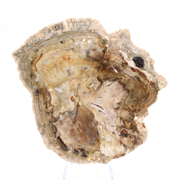 Piccolo ornamento in legno pietrificato lucidato, frammento fossile di storia, Madagascar Piccolo ornamento in legno pietrificato lucidato, frammento fossile di storia, Madagascar