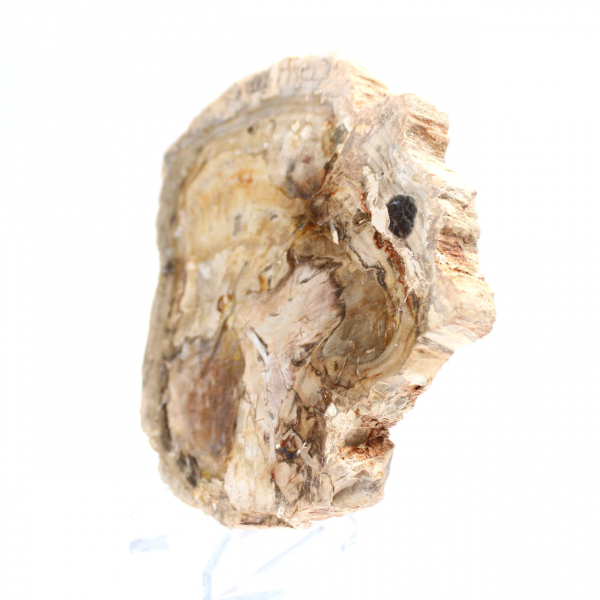Piccolo ornamento in legno pietrificato lucidato, frammento fossile di storia, Madagascar Piccolo ornamento in legno pietrificato lucidato, frammento fossile di storia, Madagascar