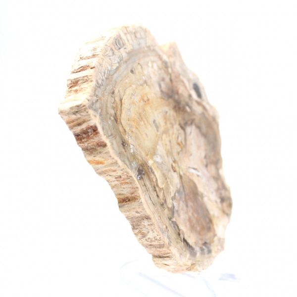 Piccolo ornamento in legno pietrificato lucidato, frammento fossile di storia, Madagascar Piccolo ornamento in legno pietrificato lucidato, frammento fossile di storia, Madagascar