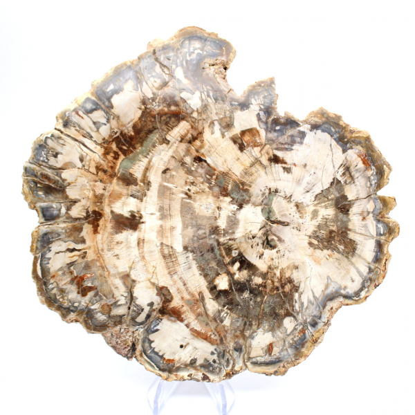 Fossile di legno pietrificato, fetta lucidata per collezione, Madagascar Fossile di legno pietrificato, fetta lucidata per collezione, Madagascar