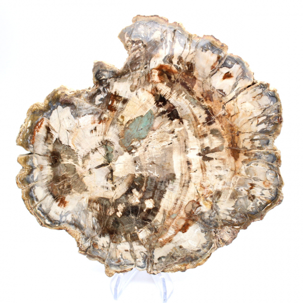Fossile di legno pietrificato, fetta lucidata per collezione, Madagascar Fossile di legno pietrificato, fetta lucidata per collezione, Madagascar