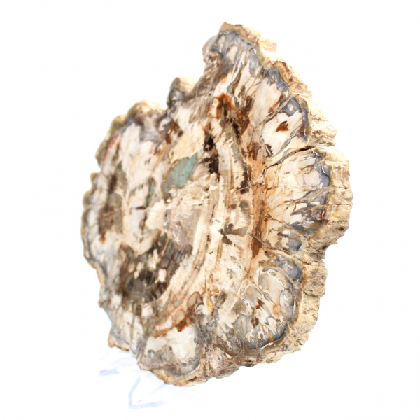Fossile di legno pietrificato, fetta lucidata per collezione, Madagascar Fossile di legno pietrificato, fetta lucidata per collezione, Madagascar