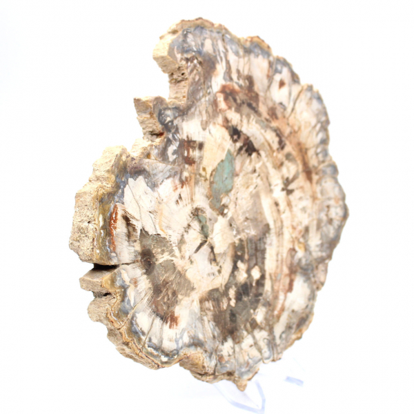 Fossile di legno pietrificato, fetta lucidata per collezione, Madagascar Fossile di legno pietrificato, fetta lucidata per collezione, Madagascar