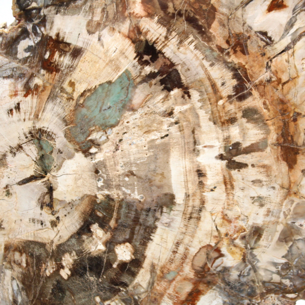 Fossile di legno pietrificato, fetta lucidata per collezione, Madagascar Fossile di legno pietrificato, fetta lucidata per collezione, Madagascar