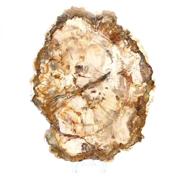 Fetta di legno pietrificato, ornamento lucidato, esemplare dal Madagascar Fetta di legno pietrificato, ornamento lucidato, esemplare dal Madagascar