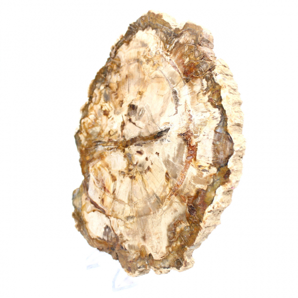 Fetta di legno pietrificato, ornamento lucidato, esemplare dal Madagascar Fetta di legno pietrificato, ornamento lucidato, esemplare dal Madagascar