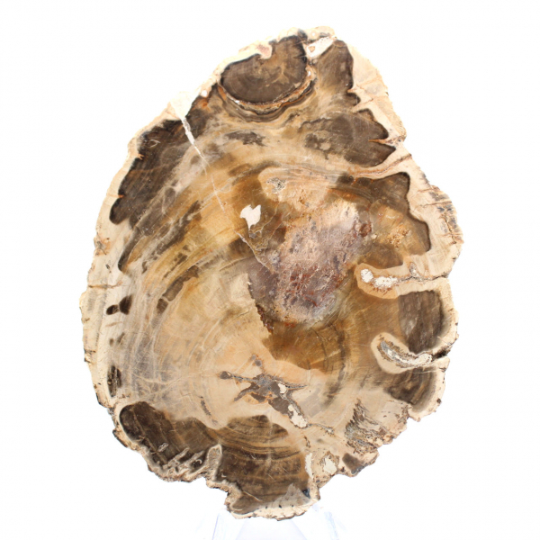 Fetta di legno fossile lucidata, esemplare decorativo, dal Madagascar Fetta di legno fossile lucidata, esemplare decorativo, dal Madagascar