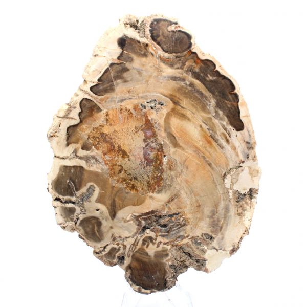 Fetta di legno fossile lucidata, esemplare decorativo, dal Madagascar Fetta di legno fossile lucidata, esemplare decorativo, dal Madagascar