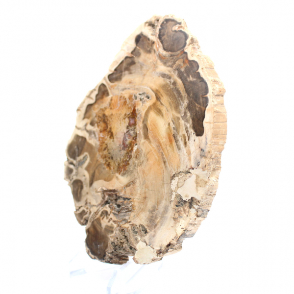 Fetta di legno fossile lucidata, esemplare decorativo, dal Madagascar Fetta di legno fossile lucidata, esemplare decorativo, dal Madagascar