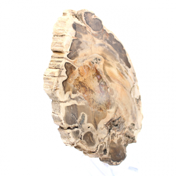 Fetta di legno fossile lucidata, esemplare decorativo, dal Madagascar Fetta di legno fossile lucidata, esemplare decorativo, dal Madagascar