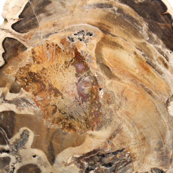 Fetta di legno fossile lucidata, esemplare decorativo, dal Madagascar Fetta di legno fossile lucidata, esemplare decorativo, dal Madagascar