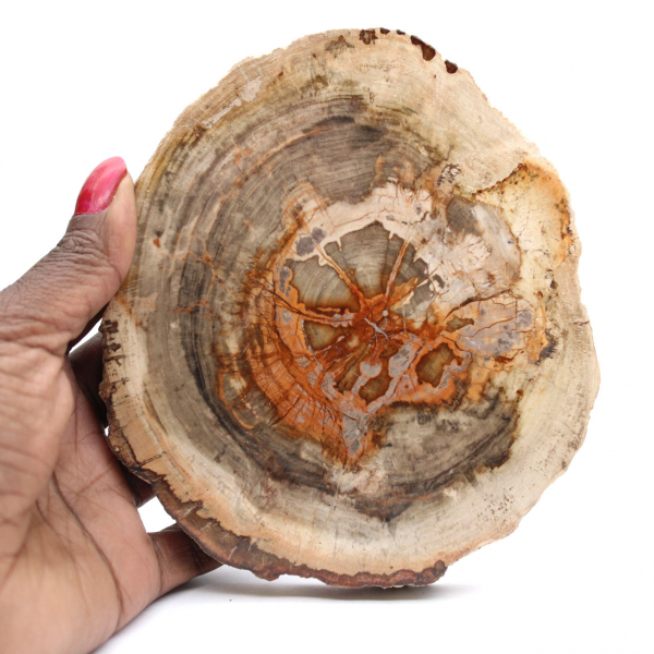 Fetta di legno pietrificato lucidato, piccolo ornamento fossile, Madagascar